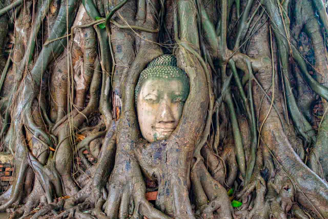 Cabeça de Buda em Ayutthaya, a antiga capital da Tailândia. Você tem que ver isso em sua viagem para a Tailândia. Foto: Tailandiando.