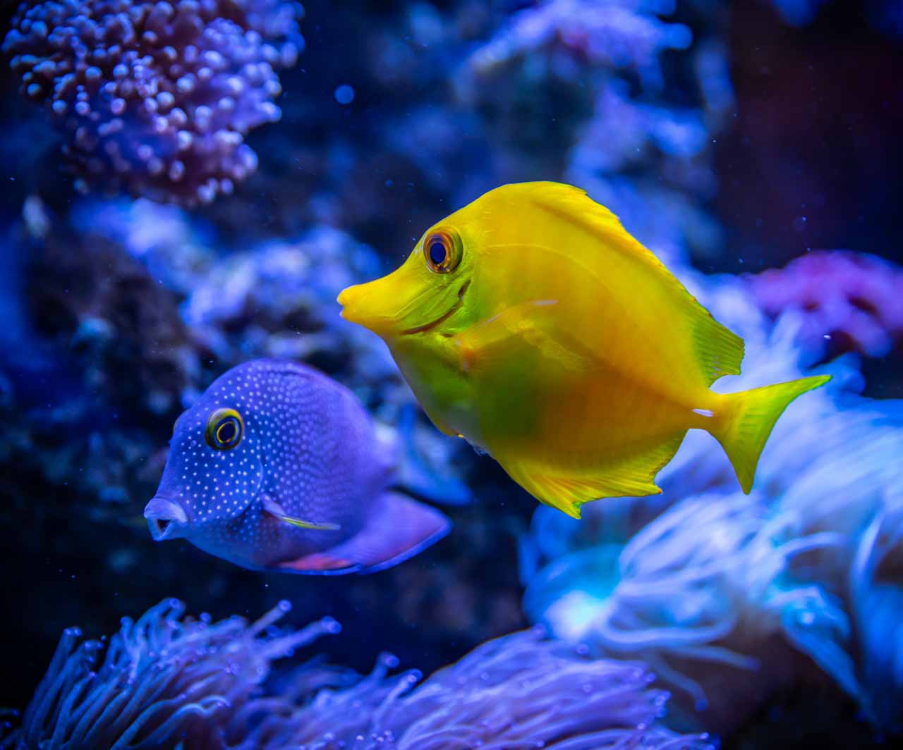 Um dos passeios em Koh Lipe é mergulhar com os peixinhos