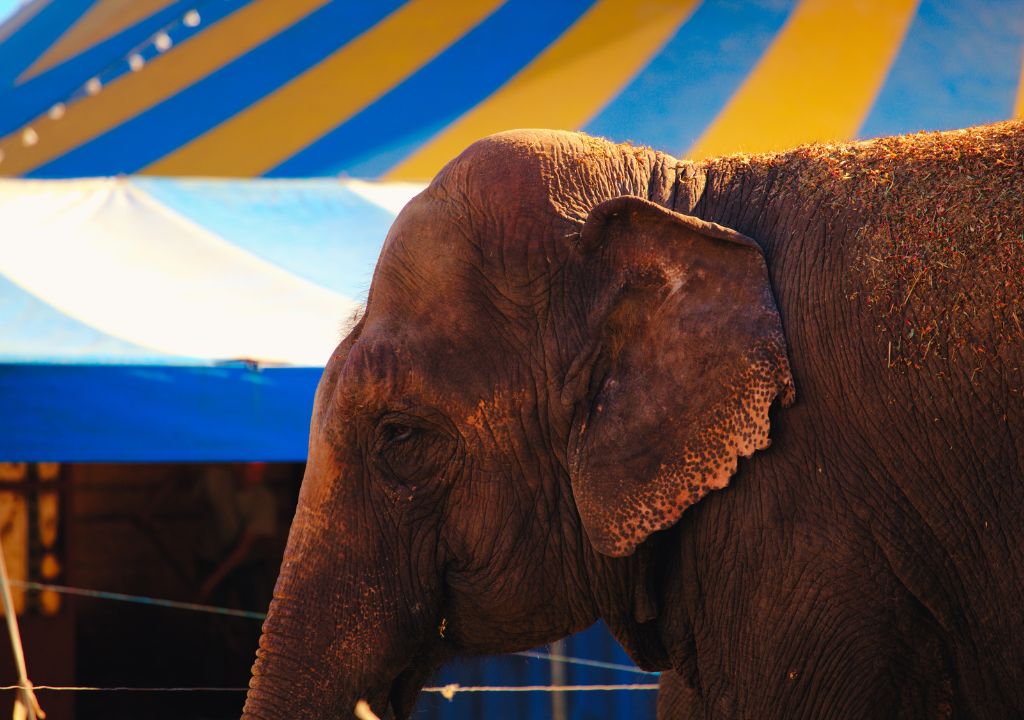 Os elefantes de circo passam por torturas físicas e psicológicas