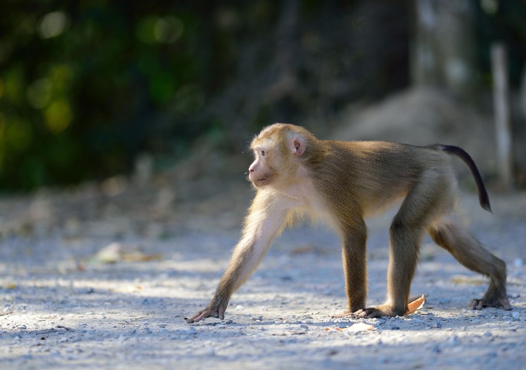 Alimentar macacos na Tailândia também prejudica a saúde deles e todo o ecossistema