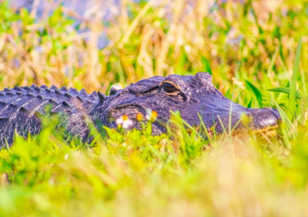 Parques de Jacarés também é uma das atrações para não visitar na Tailândia