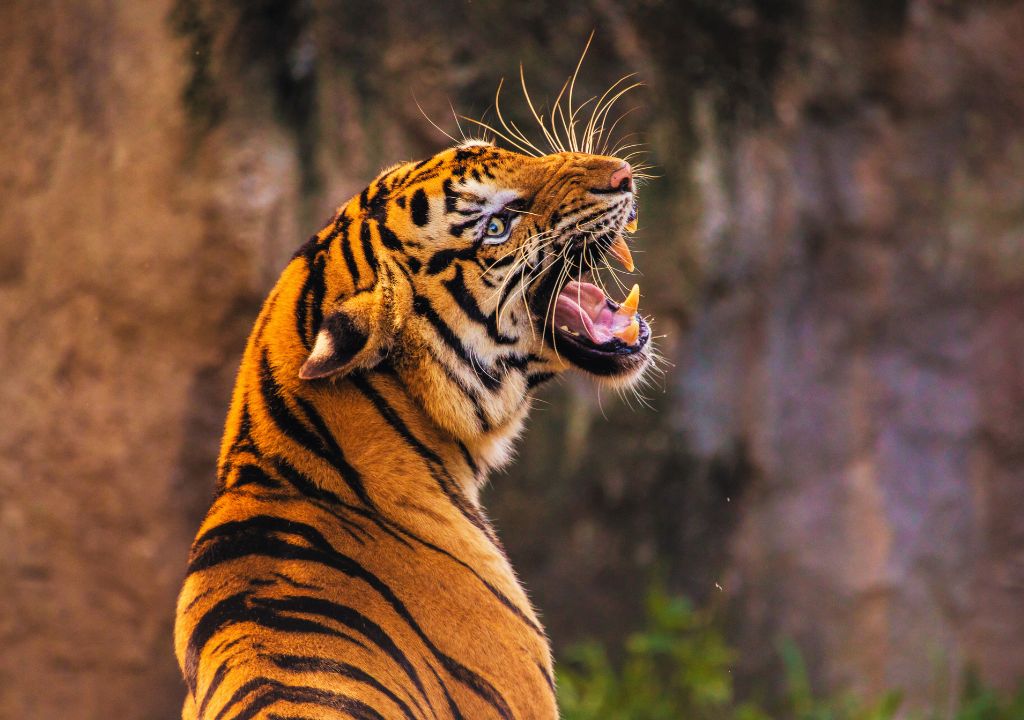 Os Santuários dos Tigres além de ser prejudicial ao animais, também é um risco enorme para os turistas
